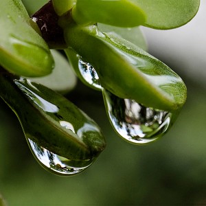 Espejos naturales